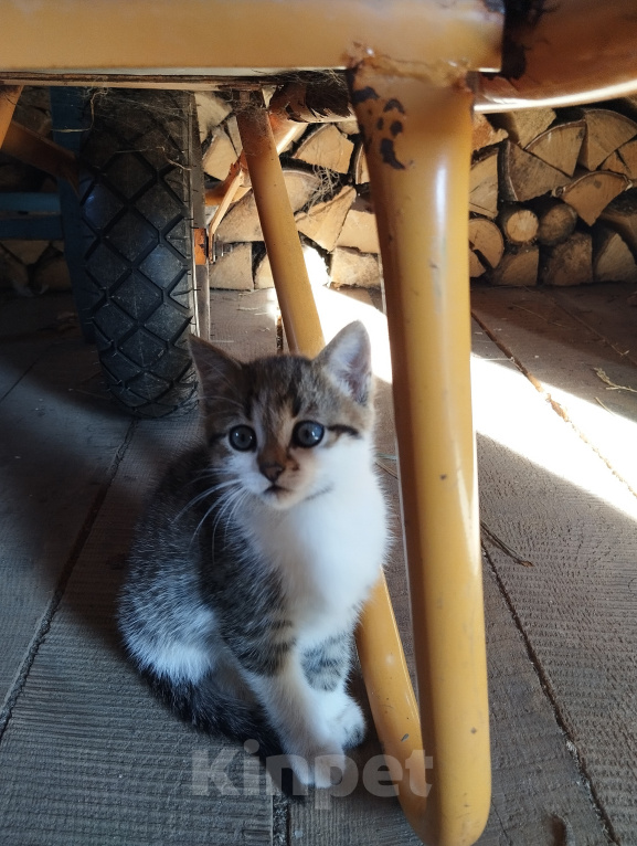 Кошки в других городах Марий Эл: Котята в добрые руки Девочка, Бесплатно - фото 1