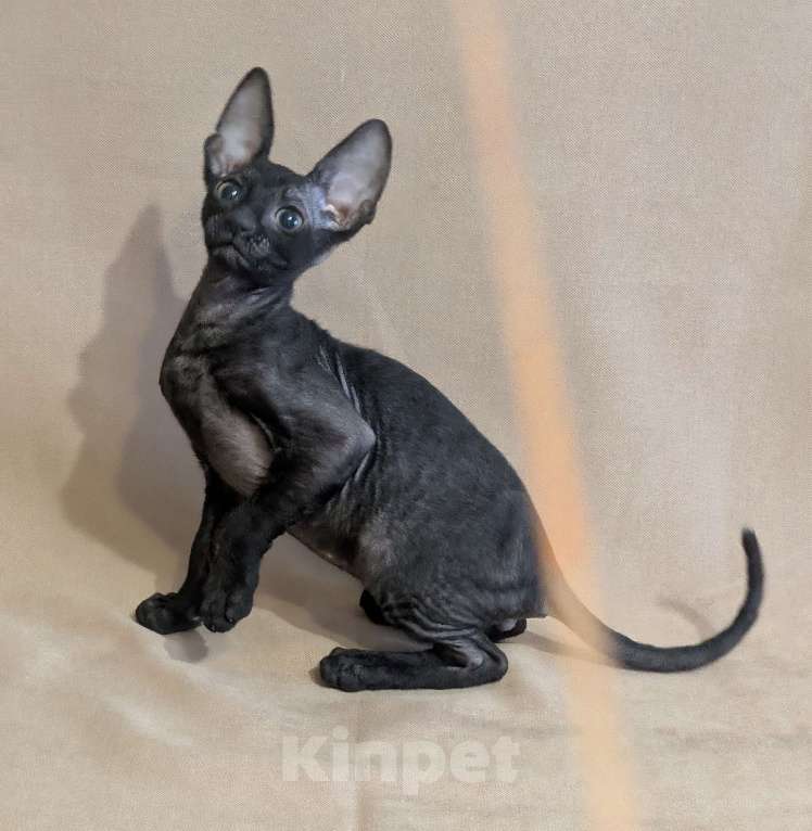 Кошки в Санкт-Петербурге: Корниш-рекс котенок Мальчик, 60 000 руб. - фото 6