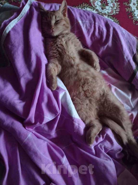 Кошки в Ногинске: Ласковый рыжий котик, очень дружелюбный и готов сидеть на руках часами Мальчик, Бесплатно - фото 7