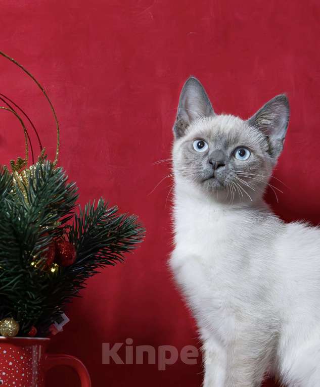 Кошки в Москве: Красивая голубоглазая f1 девон рекс Девочка, 25 000 руб. - фото 6