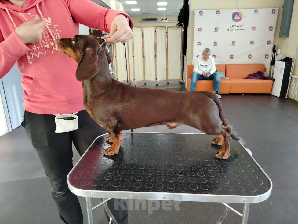 Собаки в Санкт-Петербурге: Вязка такса - юного чемпиона России, РКФ Мальчик, Бесплатно - фото 8