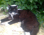 Кошки в Рыбном: Котик-красавиц ищет дом, Бесплатно - фото 2