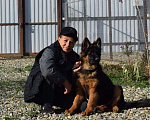 Собаки в Краснодаре: Щенок Немецкой овчарки, 25 000 руб. - фото 1