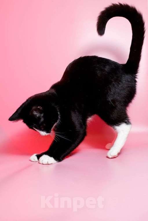 Кошки в Москве: Кот Шарик, очаровательный франт Мальчик, Бесплатно - фото 8