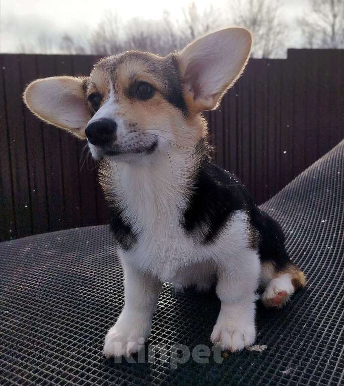 Собаки в Владимире: Вельш корги пемброк  Мальчик, Бесплатно - фото 3