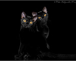Кошки в Ростове-на-Дону: Котята породы Бомбей Мальчик, Бесплатно - фото 2