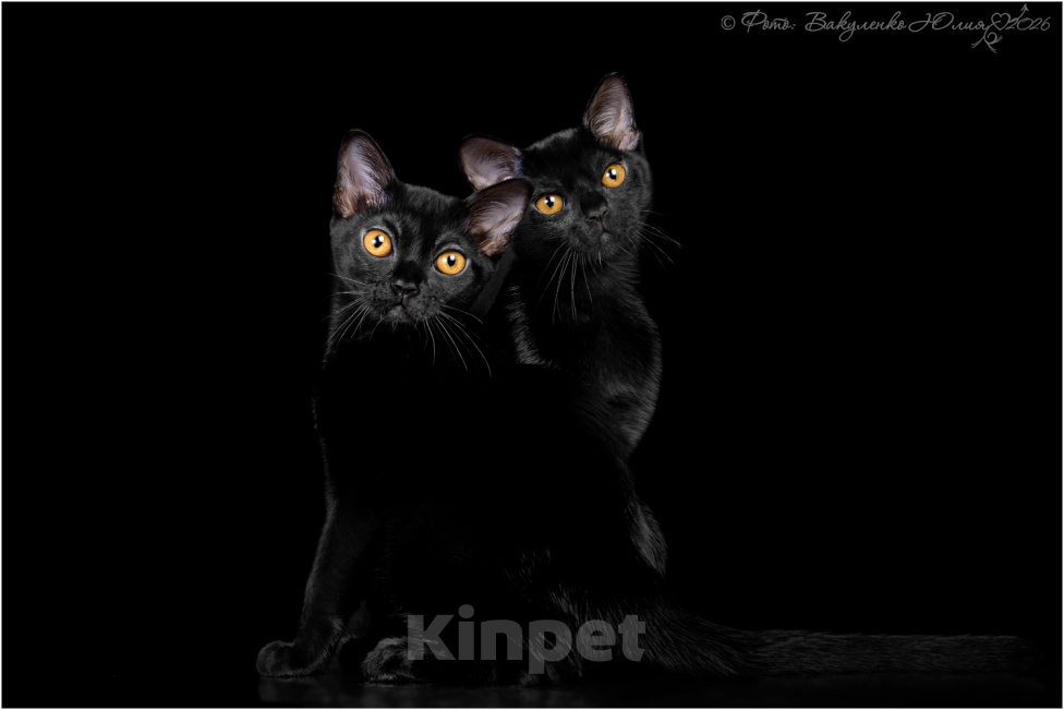 Кошки в Ростове-на-Дону: Котята породы Бомбей Мальчик, Бесплатно - фото 2