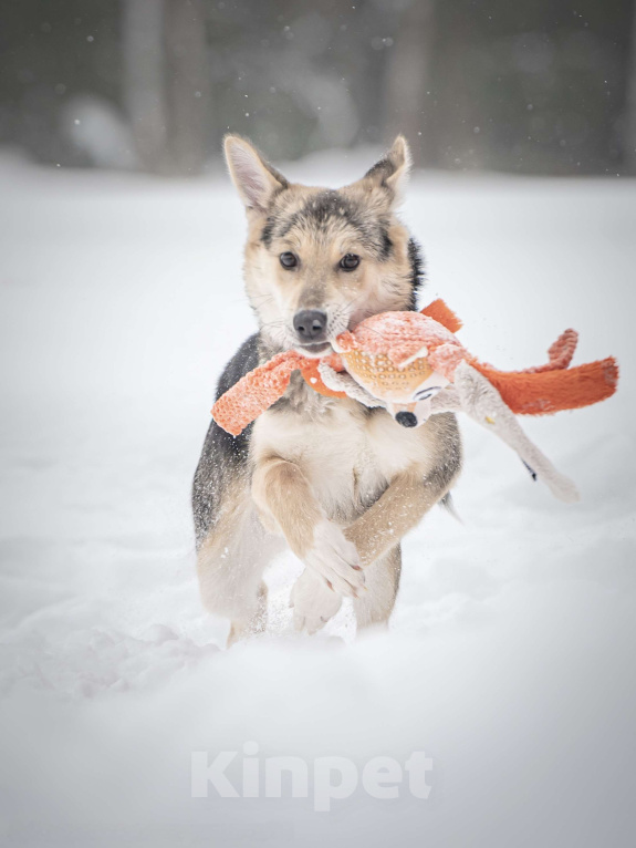 Собаки в Клине: Мира — звонкое счастье Девочка, Бесплатно - фото 2