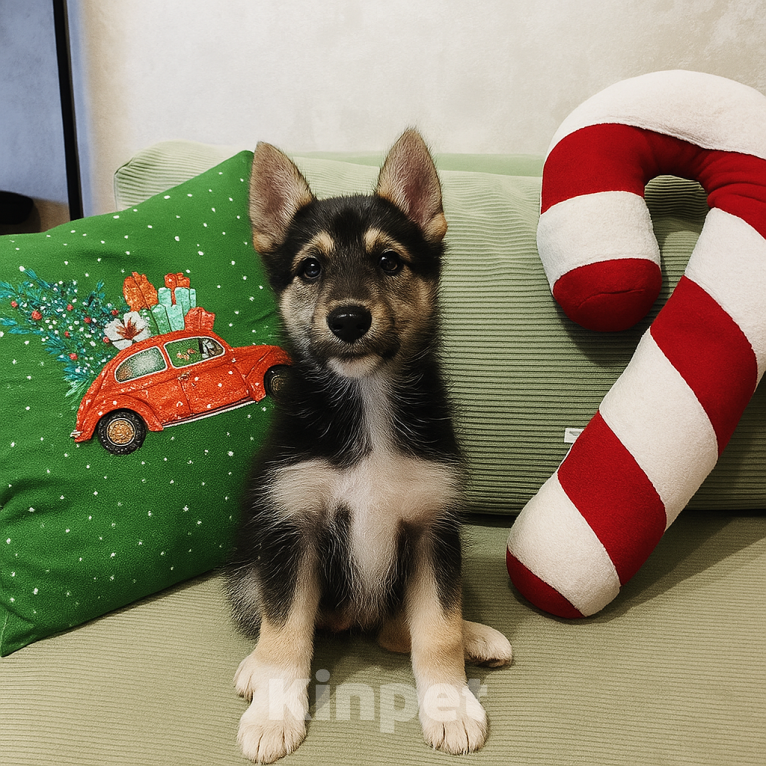 Собаки в Москве: Щенок Шанти умница -красавица 2 мес. Девочка, Бесплатно - фото 1