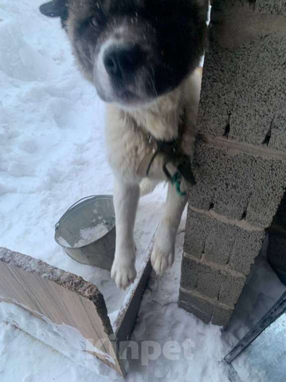 Собаки в Казани: Спасаем от плохого обращения Девочка, Бесплатно - фото 7