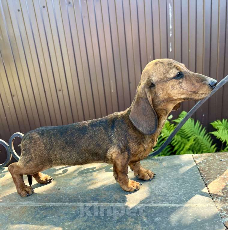 Собаки в Москве: Шикарная Тигровая кроличья девочка кролик  Девочка, 90 000 руб. - фото 7