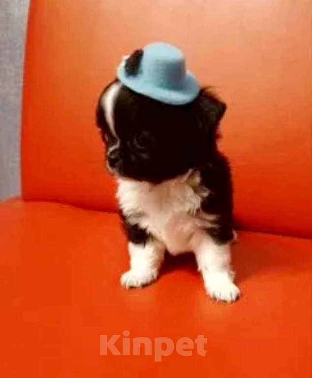 Собаки в Москве: Чудо чишка мальчишка Мальчик, 50 000 руб. - фото 1