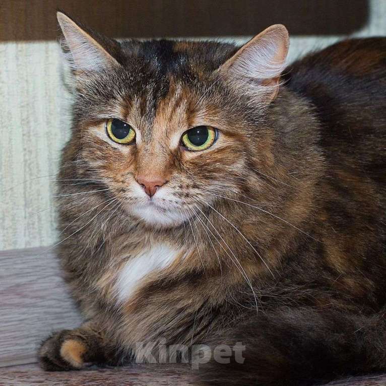 Кошки в Москве: Октавию 2,5 года никто не замечает Девочка, Бесплатно - фото 5