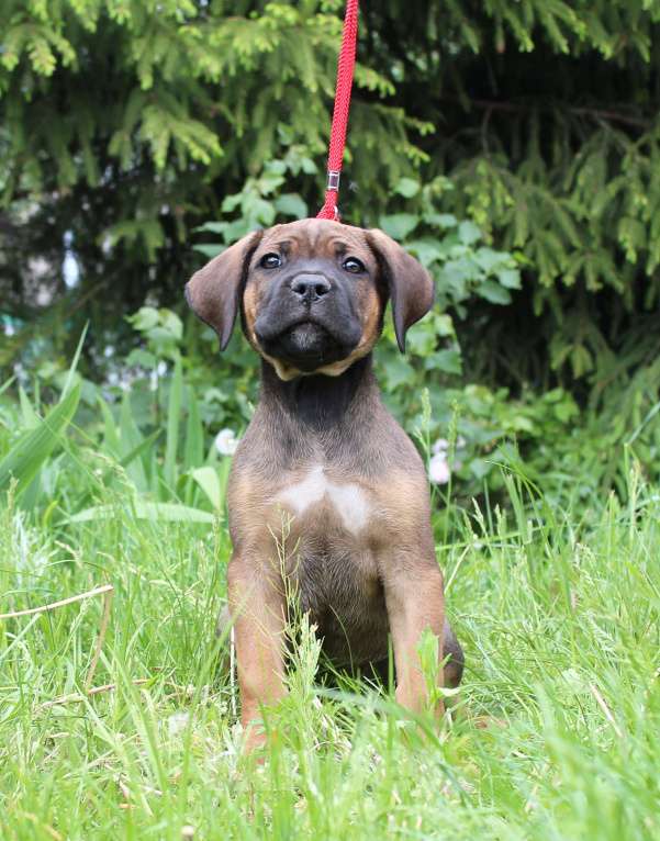 Собаки в Брянске: Предлагаются щенки Кане Корсо Мальчик, 50 000 руб. - фото 3