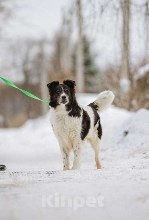 Собаки в Москве: Пушистая аусси Снежа в добрые руки Девочка, Бесплатно - фото 4