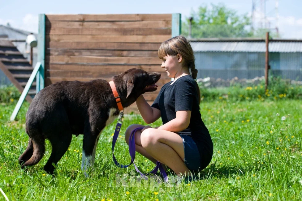 Собаки в Москве: Малышка Токио Девочка, Бесплатно - фото 3