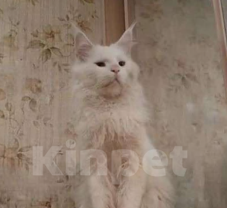 Кошки в Москве: Молодой белый мейн-кун. 1 год Мальчик, 35 000 руб. - фото 1