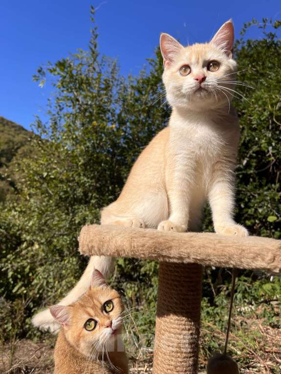 Кошки в Геленджике:  золотой котенок Мальчик, 9 000 руб. - фото 4