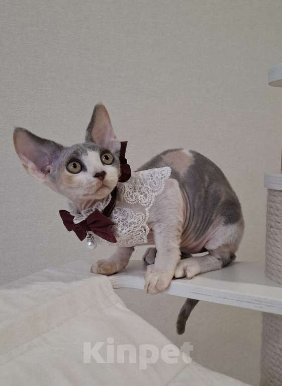 Кошки в Люберцах: Девочка девон-рекс  Девочка, 65 000 руб. - фото 4