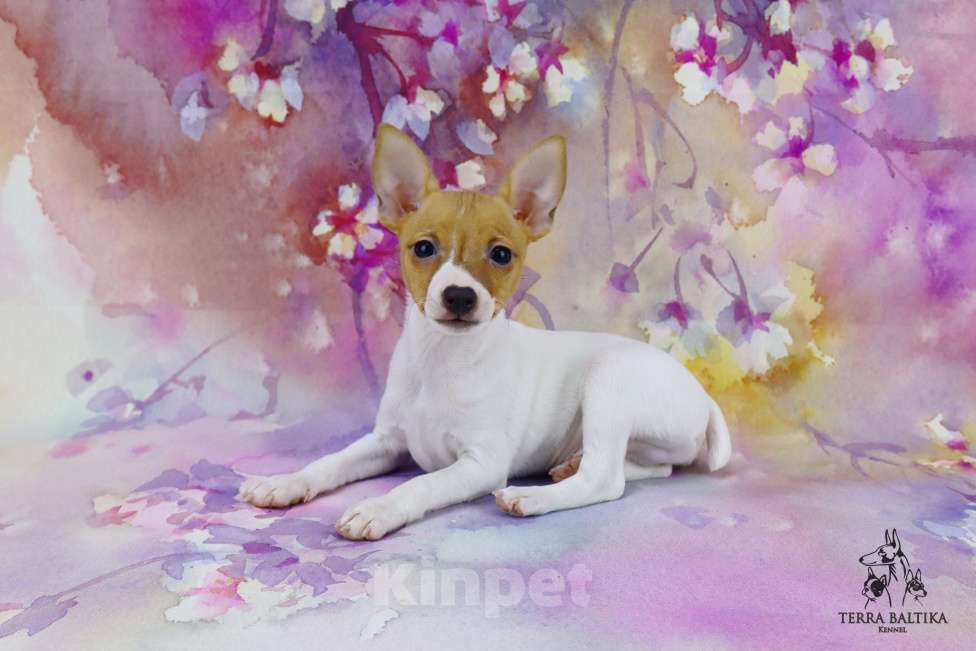 Собаки в Санкт-Петербурге: Щенок той-фокстерьера, мальчик Мальчик, 50 000 руб. - фото 3