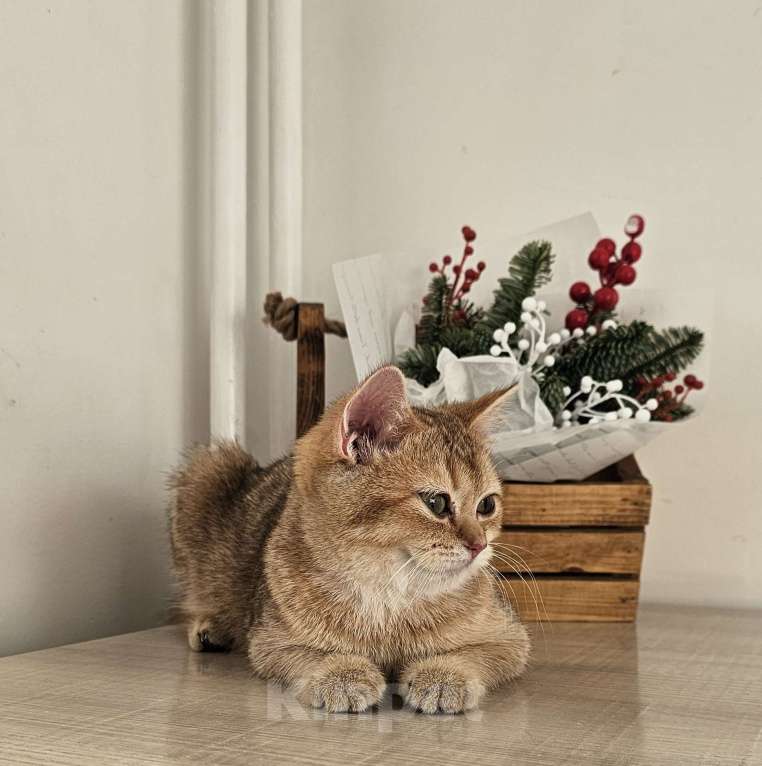 Кошки в Красноярске: Британская золотая шиншилла Окси Девочка, 40 000 руб. - фото 2