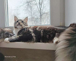 Кошки в Москве: кошечка Нита Девочка, 20 000 руб. - фото 4
