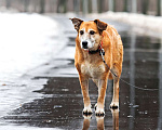 Собаки в Москве: Собака Колбаса ищет дом Мальчик, 100 руб. - фото 3