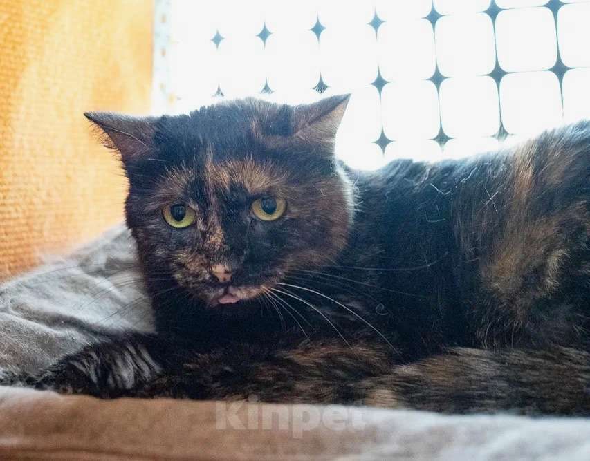 Кошки в Москве: Застенчивая кошечка Корица надеется на встречу с любящими хозяевами. В добрые руки Девочка, Бесплатно - фото 2