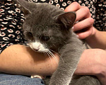 Кошки в Санкт-Петербурге: Обаятельный котенок, мальчик 4 мес. Мальчик, Бесплатно - фото 1