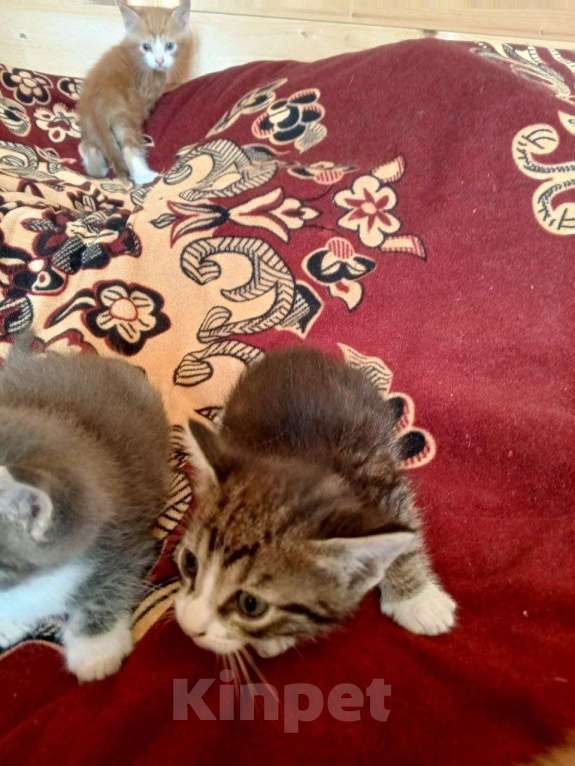 Кошки в других городах Тульской области: 2 котика и 2 кошечки, кушают, к туалету приучены, от кошки мышелова Мальчик, Бесплатно - фото 2