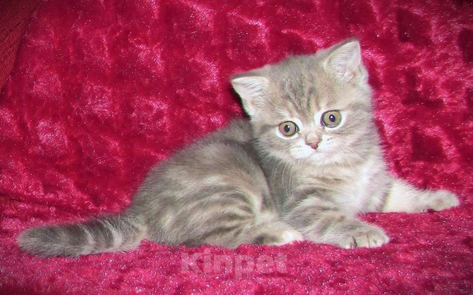 Кошки в Санкт-Петербурге: Шотландская кошечка от титулованной пары Девочка, 25 000 руб. - фото 4