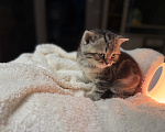 Кошки в Курганинске: Шотландские котята Мальчик, Бесплатно - фото 7