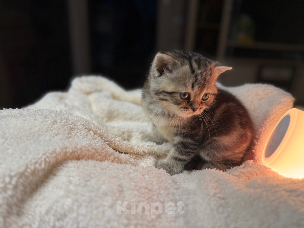 Кошки в Курганинске: Шотландские котята Мальчик, Бесплатно - фото 7