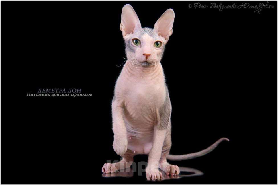 Кошки в Армавире: Котенок донского сфинкса  Мальчик, 35 000 руб. - фото 1