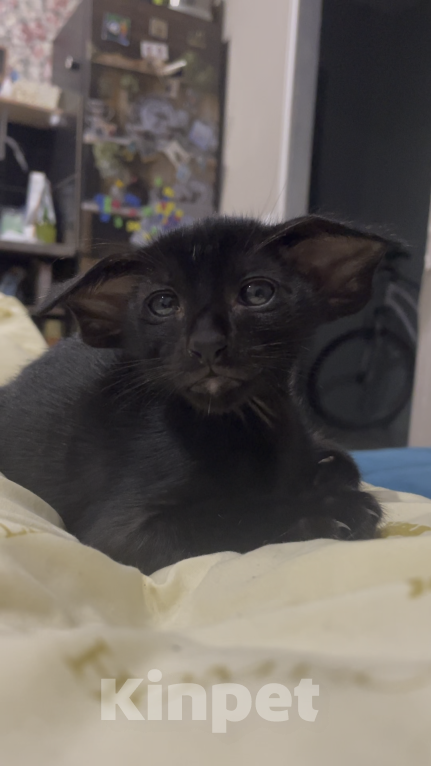 Кошки в Москве: Ориентальный мальчик  Мальчик, 160 000 руб. - фото 2