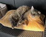 Кошки в Ярославле: кошка в добрые руки Девочка, Бесплатно - фото 4
