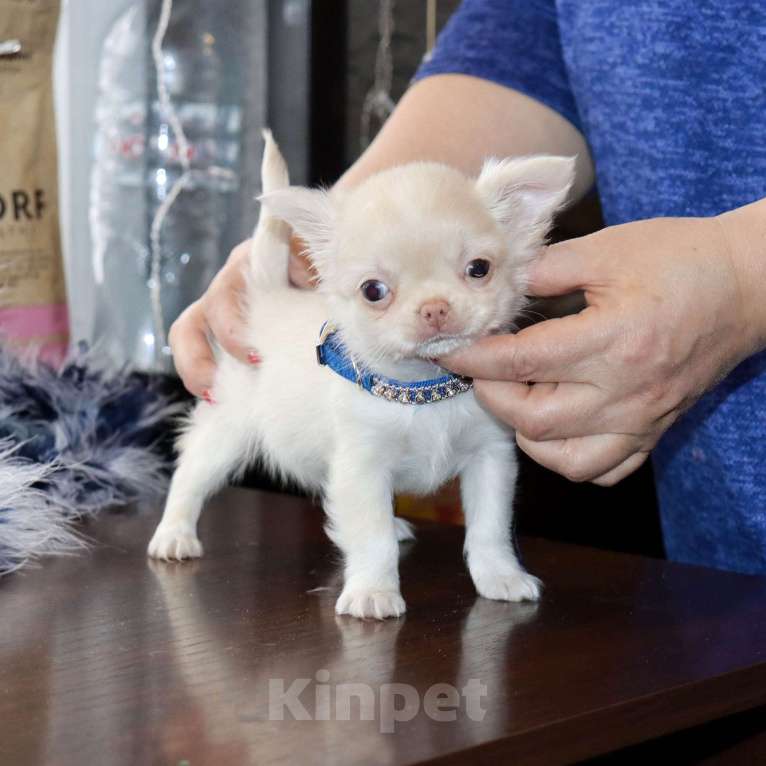 Собаки в Лобне: Крошка чихуахуа Мальчик, 55 000 руб. - фото 6