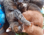 Кошки в Ульяновске: Ласковая кошечка котенок Девочка, Бесплатно - фото 4