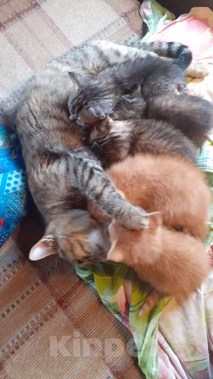 Кошки в Ульяновске: Ласковая кошечка котенок Девочка, Бесплатно - фото 4