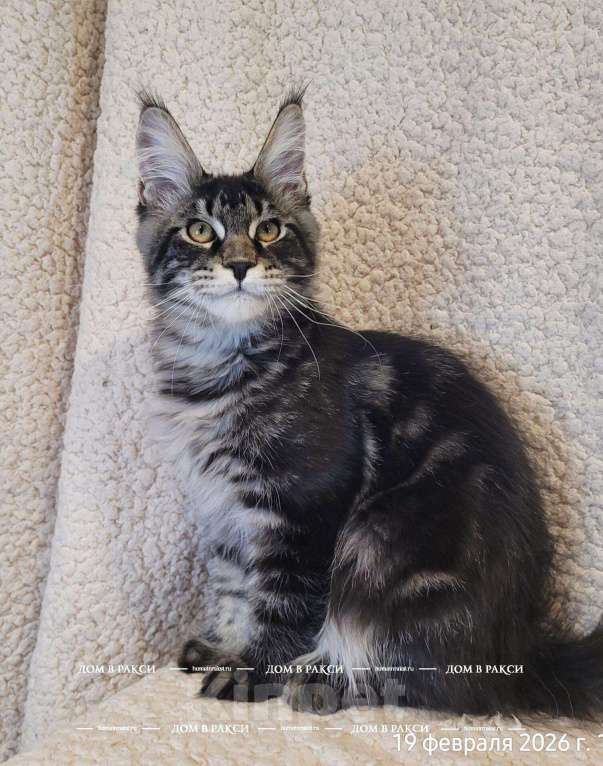 Кошки в других городах Ленинградской области: Мейн-кун Zieger-Ж Raksi Line Мальчик, Бесплатно - фото 1