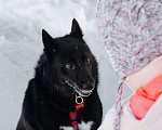 Собаки в Москве: Клюкве срочно нужен дом 🐾 Девочка, Бесплатно - фото 7
