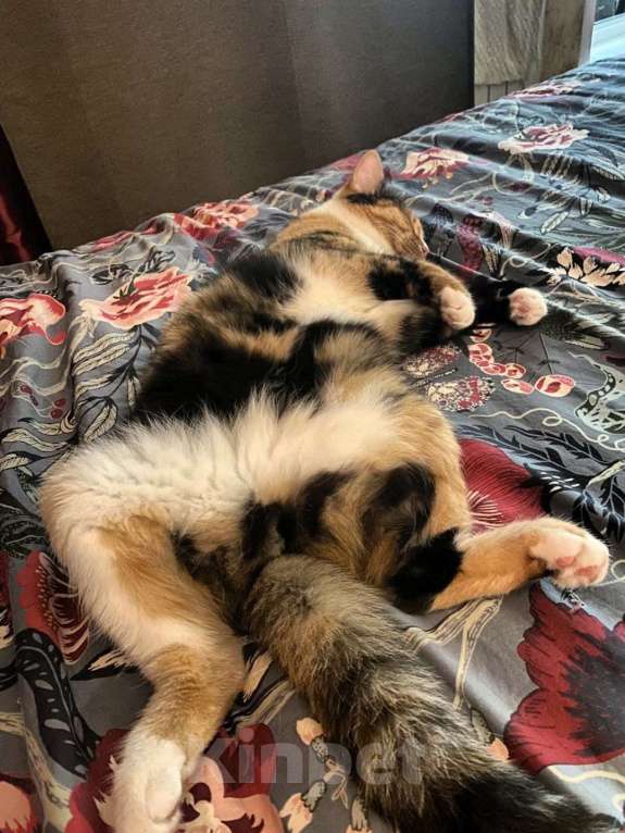 Кошки в Москве: Дашка 3г в добрые руки Девочка, Бесплатно - фото 2