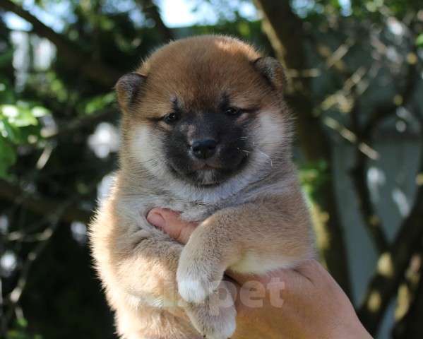 Собаки в Солнечногорске: Щенки сиба ину Мальчик, 40 000 руб. - фото 1