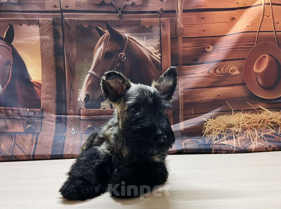 Собаки в Волгограде: Щенок Шотландского терьера  Мальчик, 70 000 руб. - фото 1