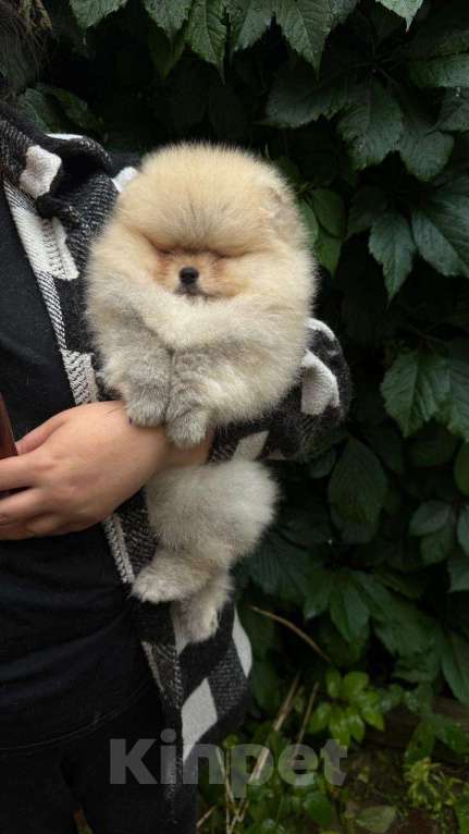 Собаки в Лобне: Девочка  Девочка, Бесплатно - фото 4