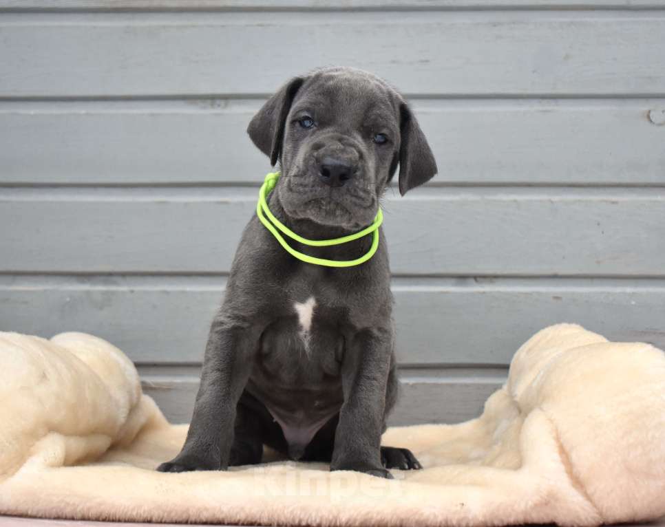 Собаки в Санкт-Петербурге: Щенок немецкий дог Мальчик, 80 руб. - фото 1