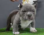 Собаки в Москве: Американский булли микро мальчик Мальчик, 170 000 руб. - фото 1