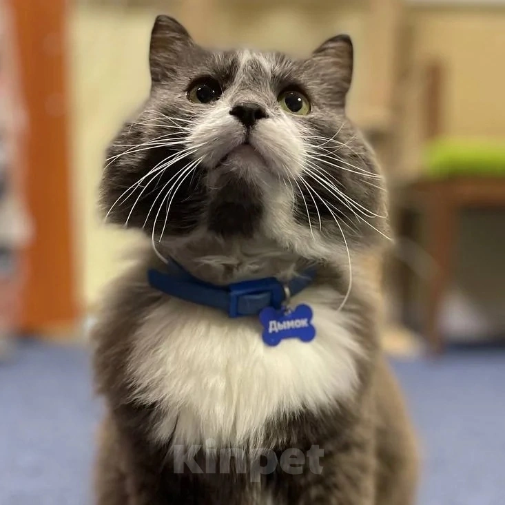 Кошки в Москве: Семья, заметьте, ну пожалуйста! Мальчик, Бесплатно - фото 3