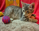 Кошки в Москве: Кеша будет лучшим другом, мало таких котят Мальчик, Бесплатно - фото 7