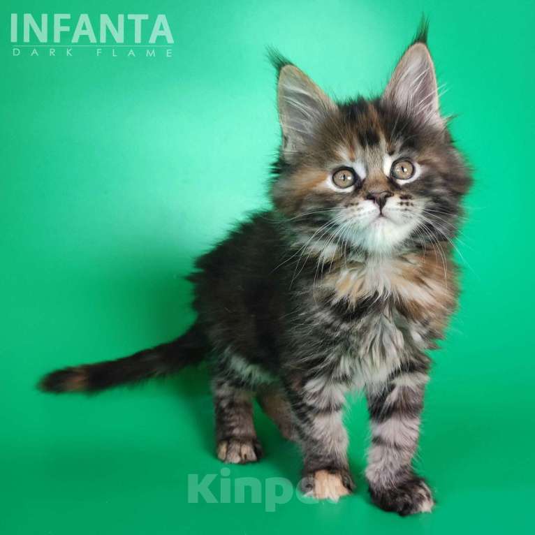 Кошки в других городах Воронежской области: Infanta Dark Flame Девочка, 50 000 руб. - фото 2